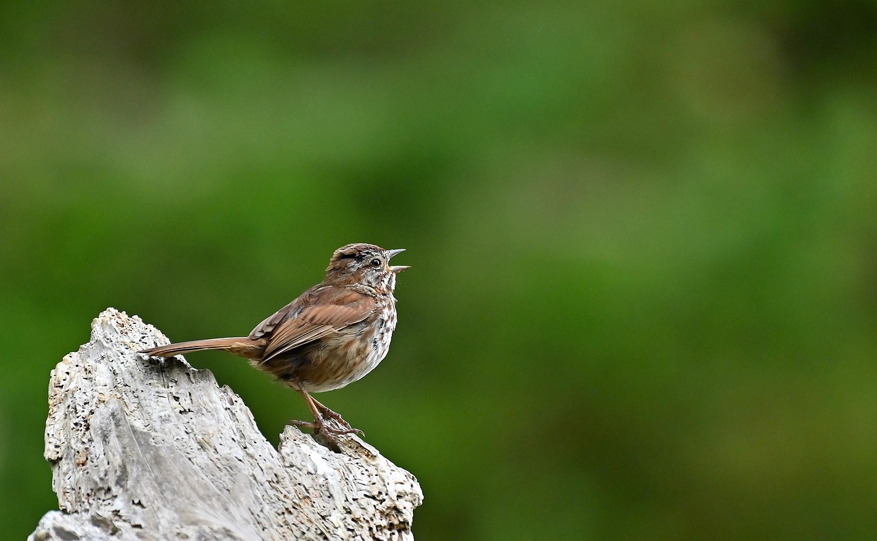 Singvogel auf einer alten Baumwurzel